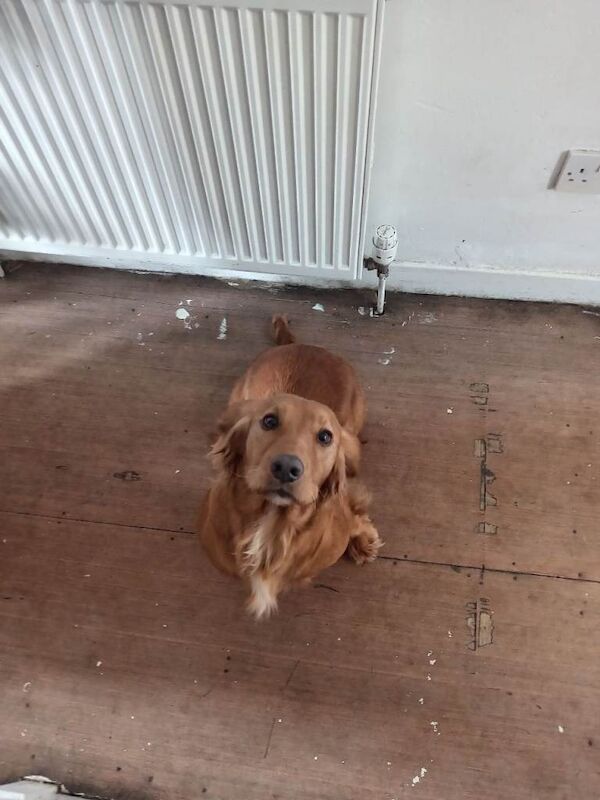Cocker spaniel pups - Image 2 of 6
