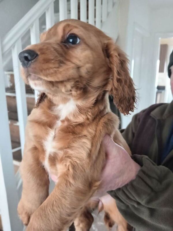 Cocker Spaniel Pups For Sale in Leslie, Fife | Cocker Spaniel Owners