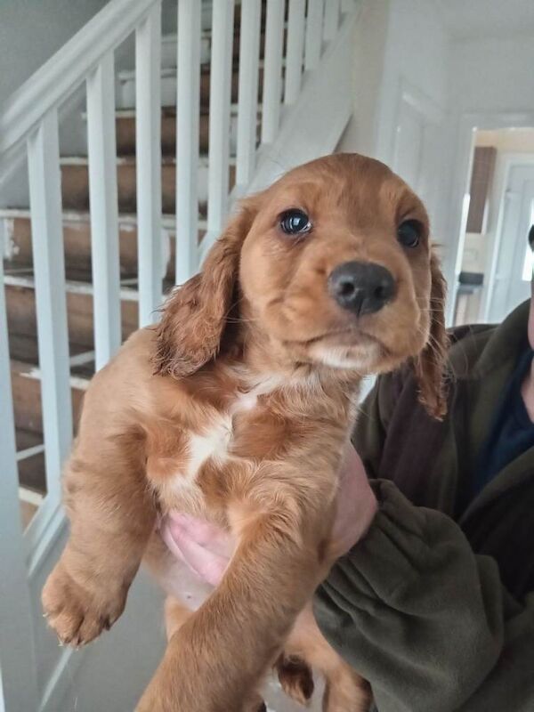 Cocker spaniel pups - Image 4 of 6