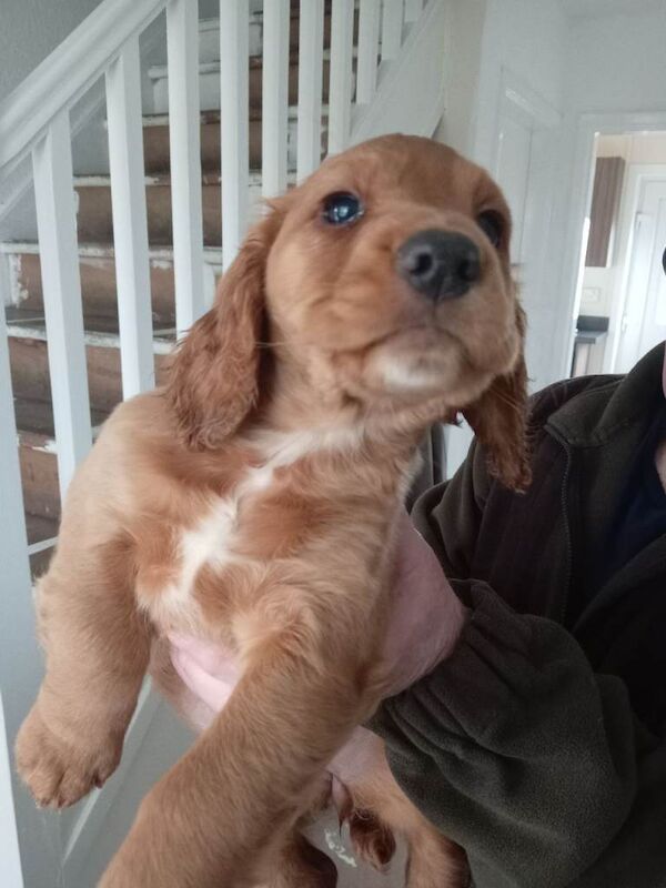 Cocker spaniel pups - Image 5 of 6