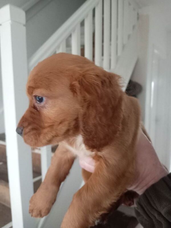 Cocker spaniel pups - Image 6 of 6