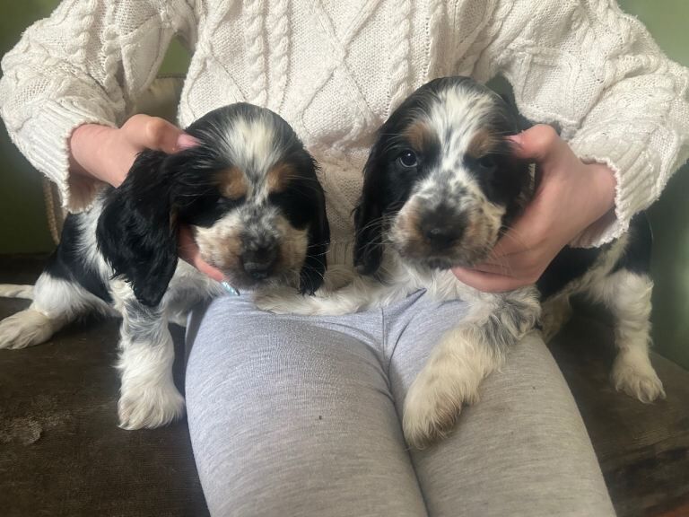 Working Cocker Spaniel Puppies For Sale