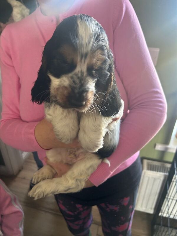 Champion blood lines cocker spaniel - Image 2 of 5