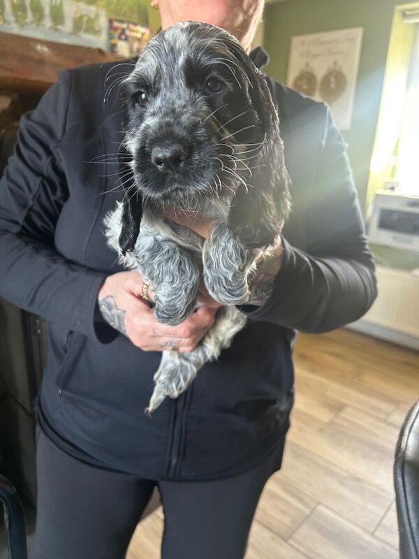 Champion blood lines cocker spaniel - Image 3 of 5