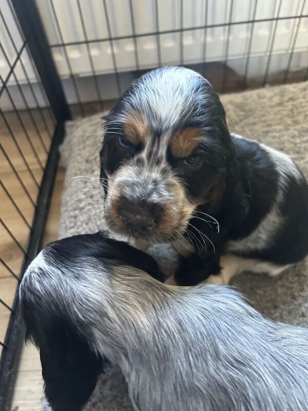 Champion blood lines cocker spaniel - Image 4 of 5