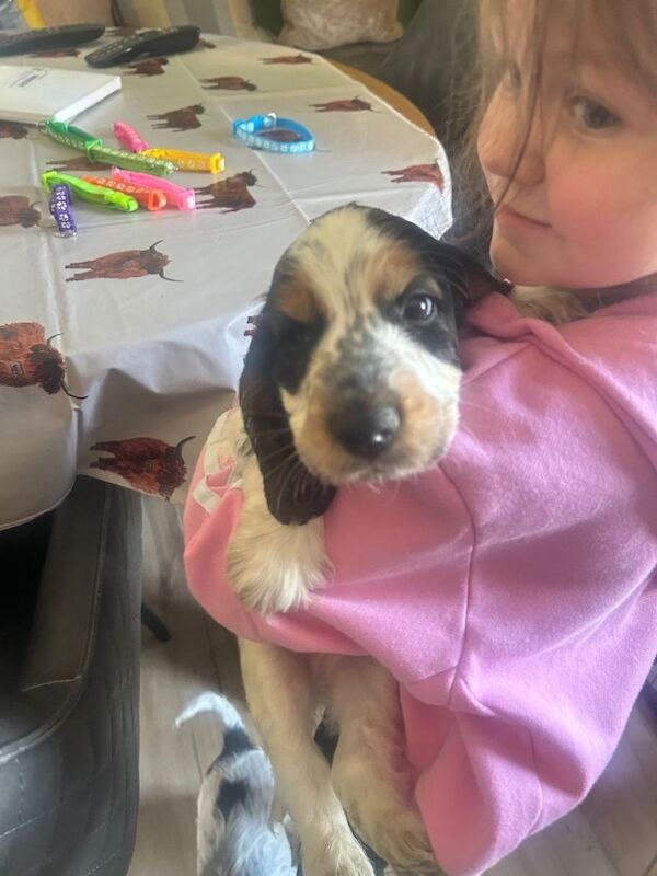 Champion blood lines cocker spaniel - Image 5 of 5