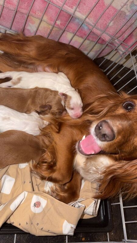Cocker Spaniel Pups - Image 2 of 4