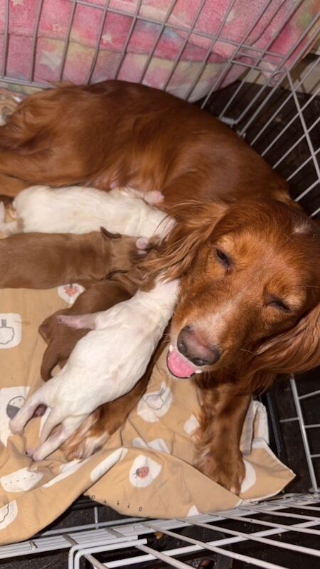 Cocker Spaniel Pups - Image 3 of 4