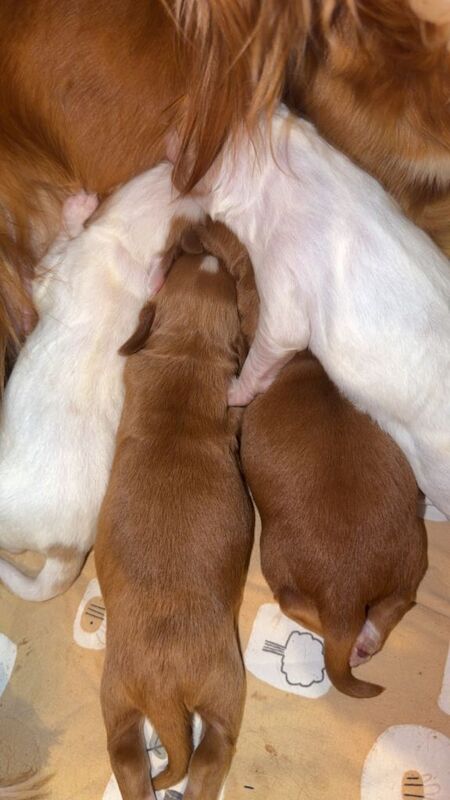 Cocker Spaniel Pups - Image 4 of 4
