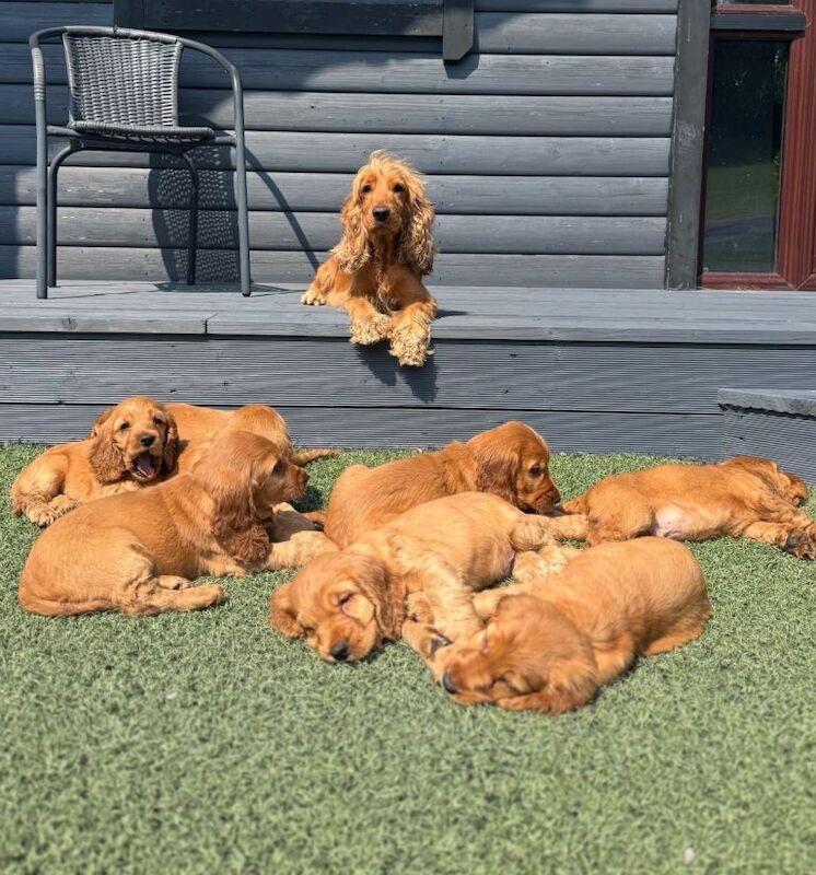Cocker Spaniel Pups