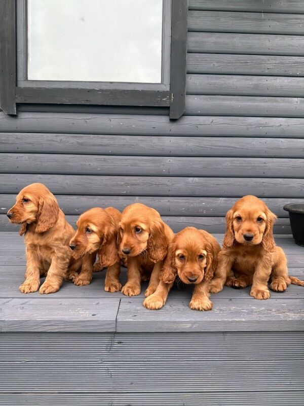 Cocker Spaniel Pups - Image 2 of 4