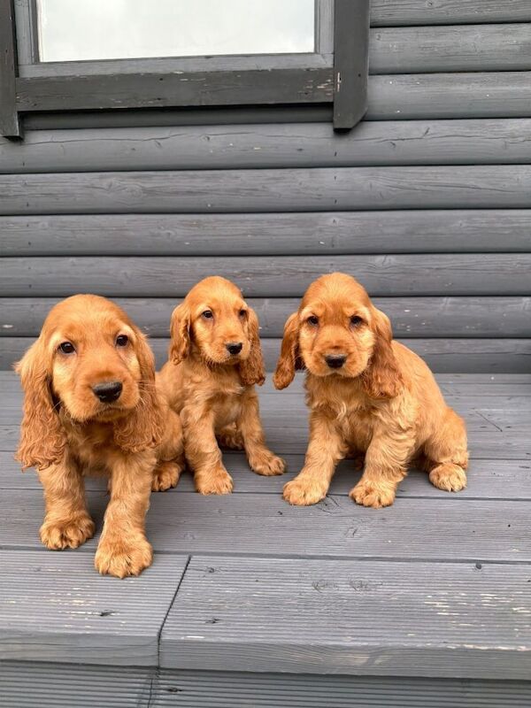 Cocker Spaniel Pups - Image 3 of 4
