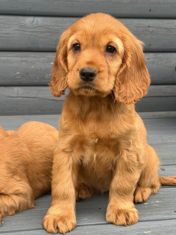 Cocker Spaniel Pups - Image 4 of 4