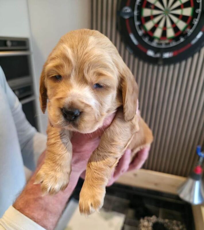 Cocker spaniel pups
