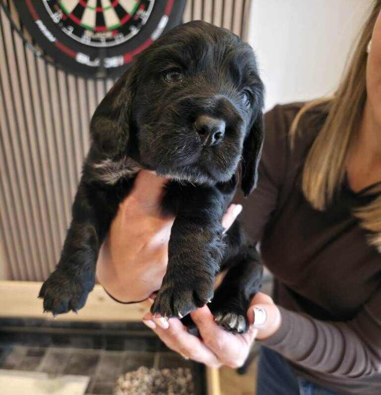 Cocker spaniel pups - Image 2 of 3