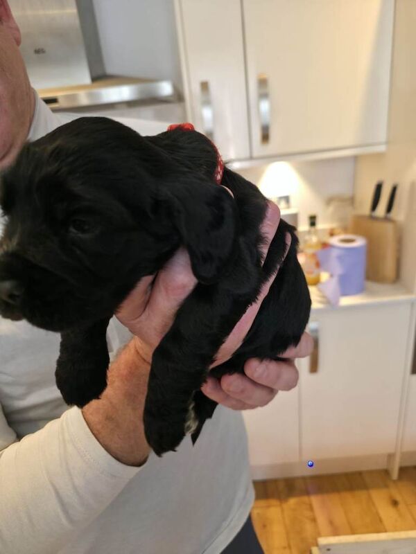 Cocker spaniel pups - Image 3 of 3