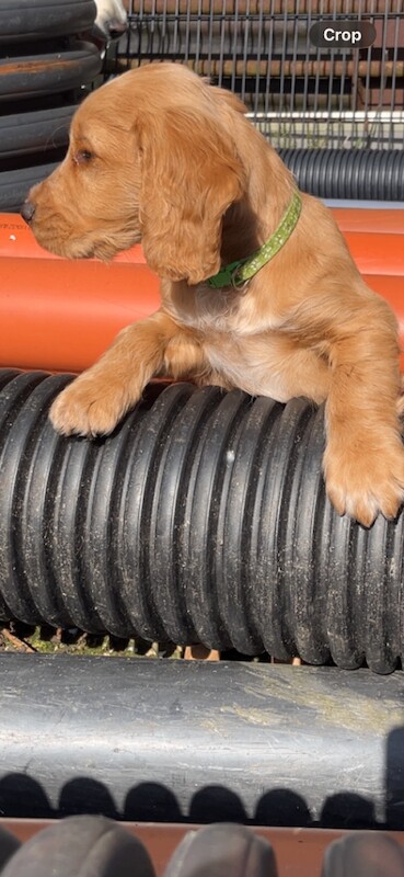 Cocker spaniel pups - Image 2 of 3