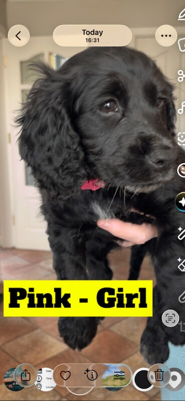 Cocker spaniel pups - Image 3 of 3