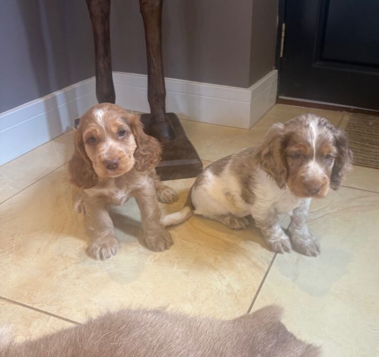 Cocker Spaniel Pups