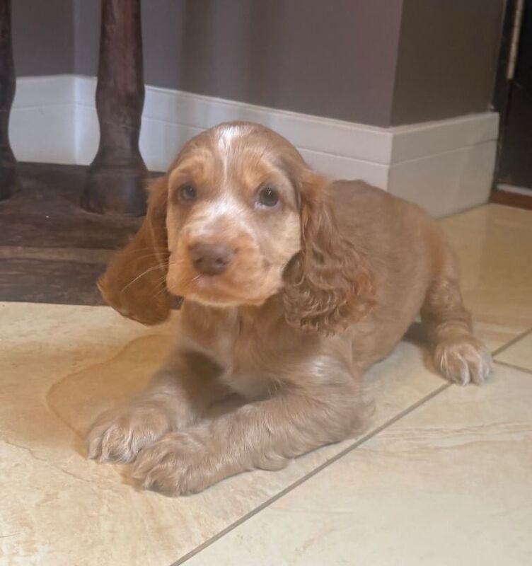 Cocker Spaniel Pups - Image 2 of 3