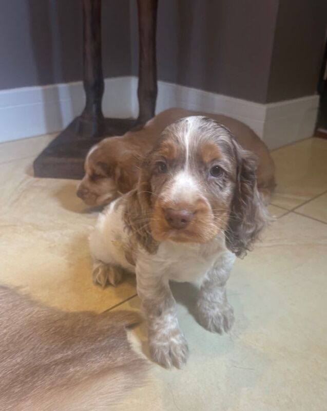 Cocker Spaniel Pups - Image 3 of 3