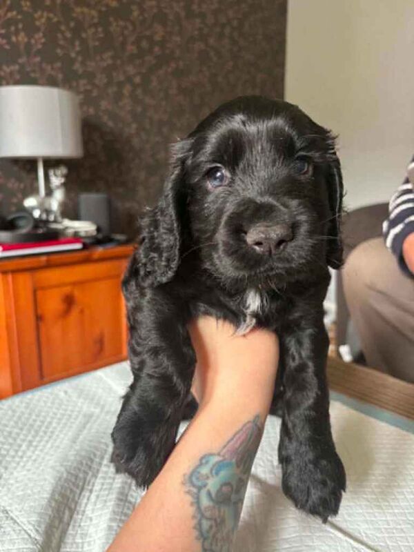 cocker spaniel pups