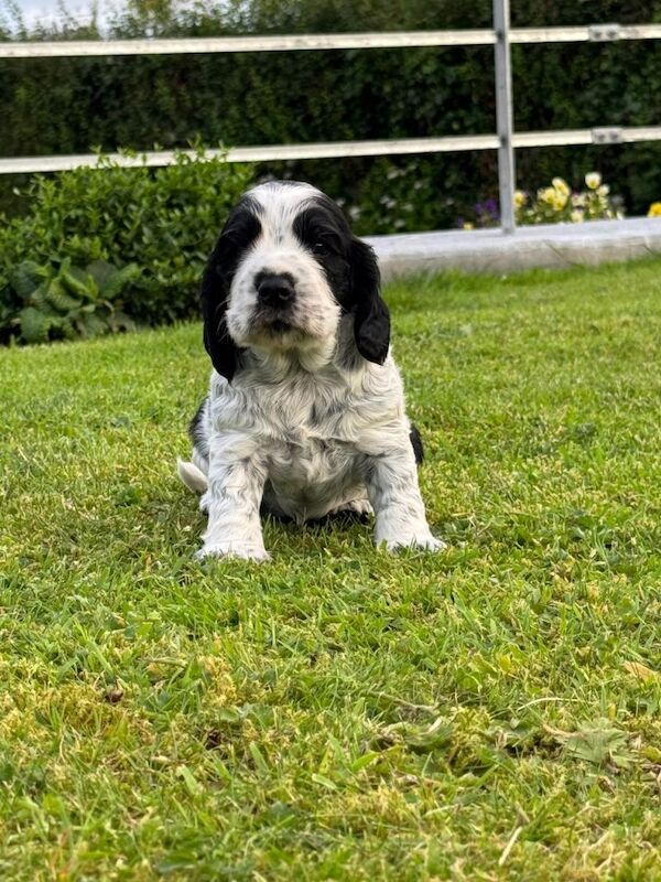 Cocker Spaniel Pups