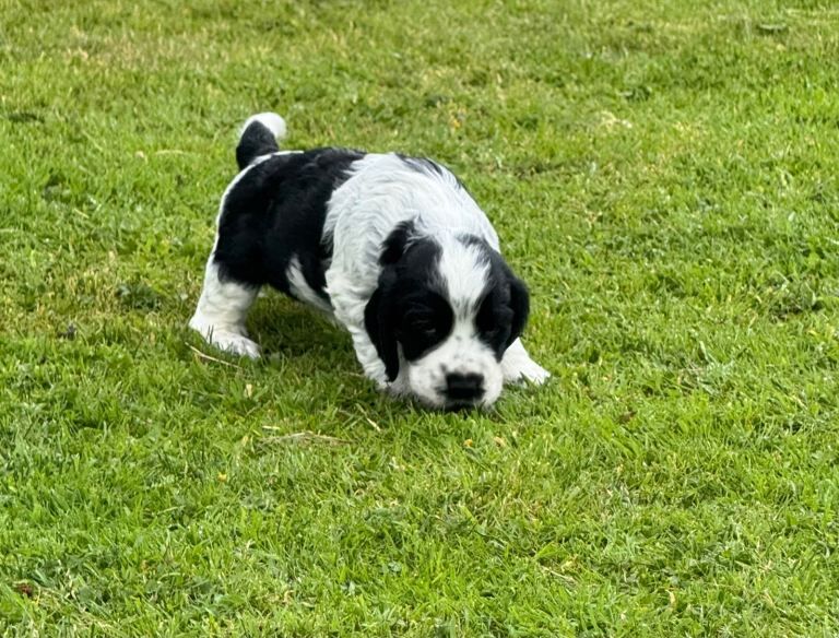 Cocker Spaniel Pups - Image 2 of 5