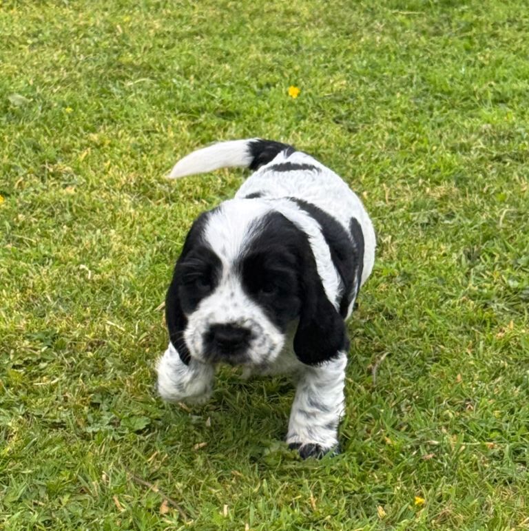 Cocker Spaniel Pups - Image 3 of 5