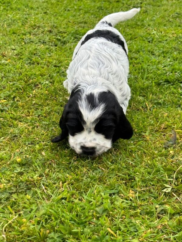 Cocker Spaniel Pups - Image 4 of 5
