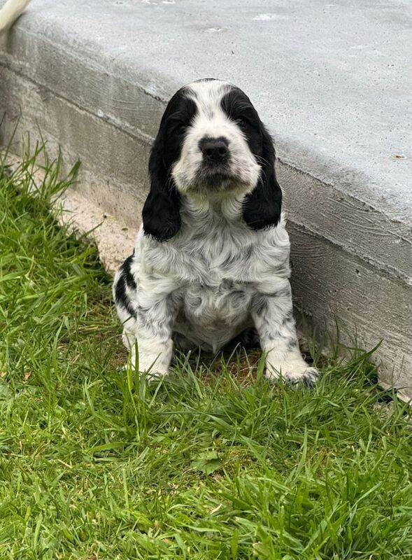 Cocker Spaniel Pups - Image 5 of 5