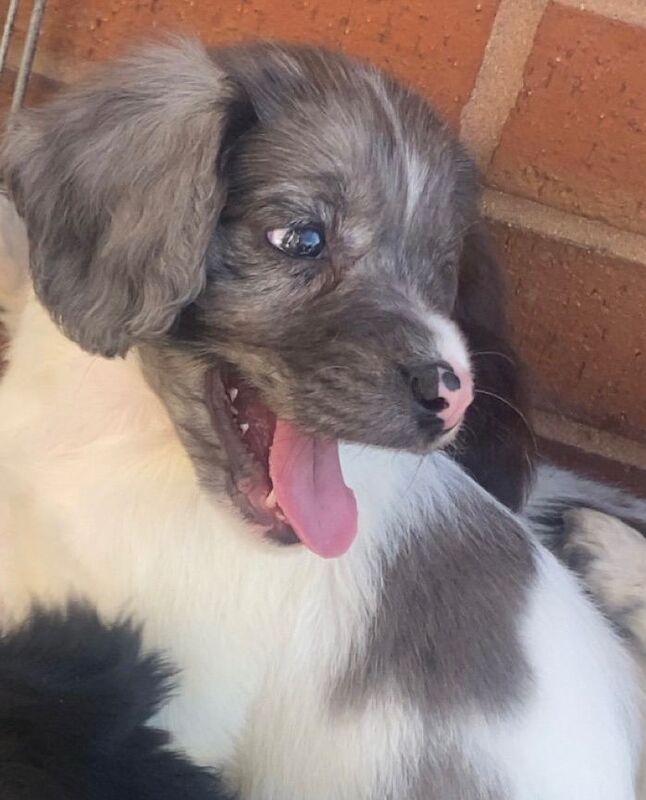 Cocker spaniel pups