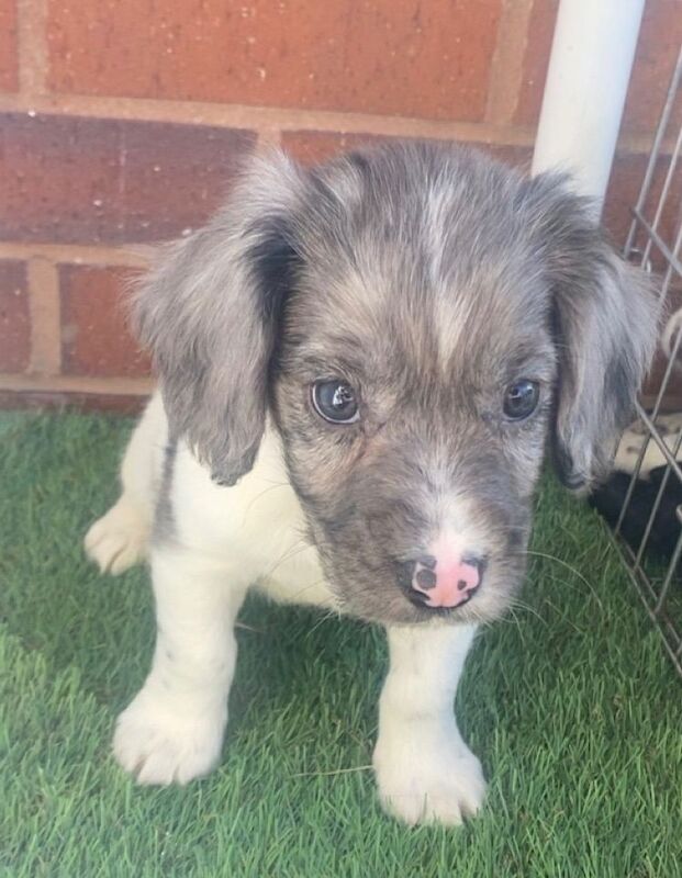 Cocker spaniel pups - Image 2 of 6