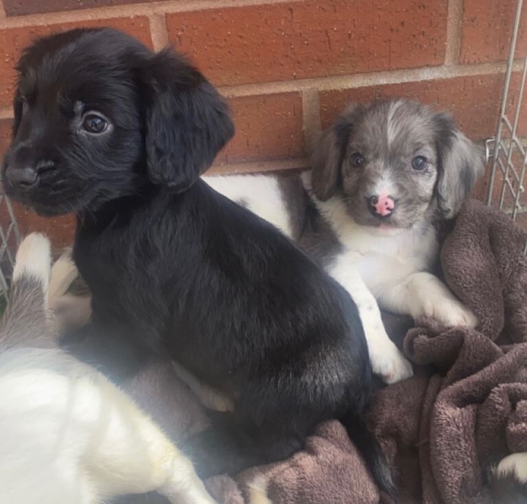Cocker spaniel pups - Image 3 of 6