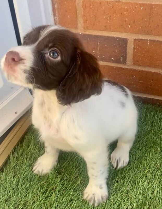 Cocker spaniel pups - Image 4 of 6