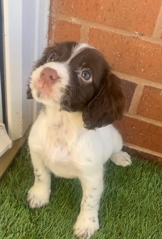 Cocker spaniel pups - Image 5 of 6