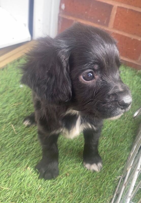 Cocker spaniel pups - Image 6 of 6