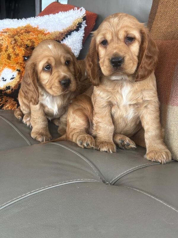 Cocker spaniel pups - Image 2 of 6