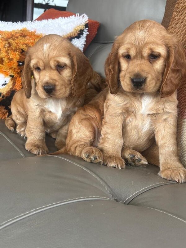 Cocker spaniel pups - Image 3 of 6