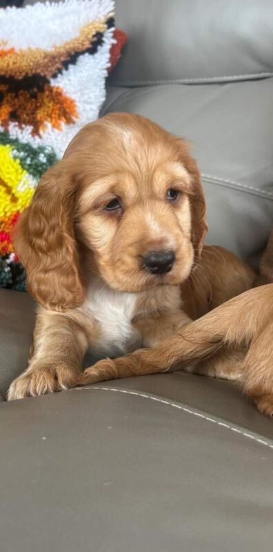 Cocker spaniel pups - Image 4 of 6