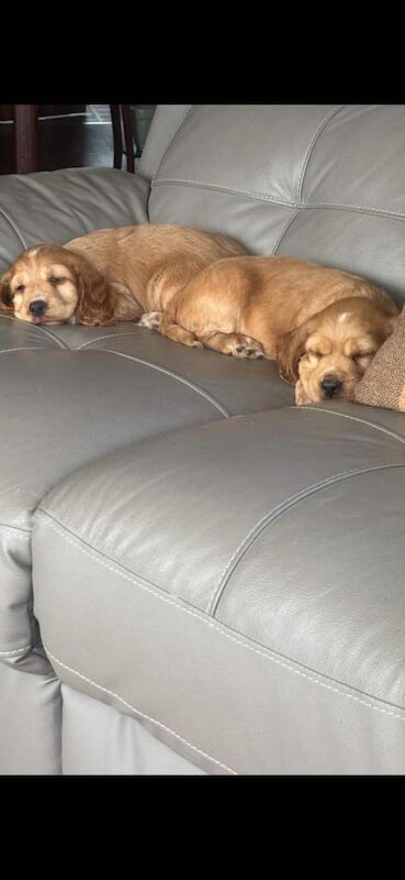 Cocker spaniel pups - Image 5 of 6