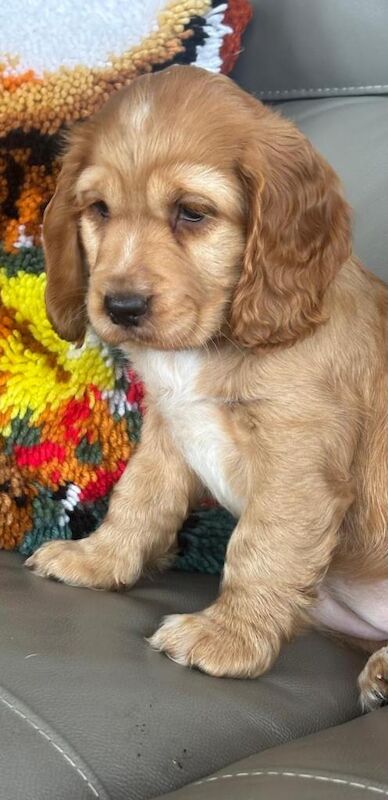 Cocker spaniel pups - Image 6 of 6