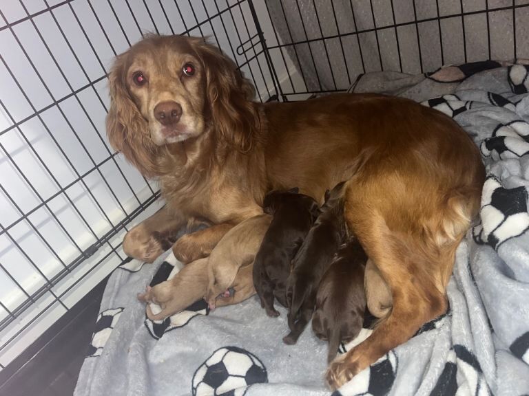 Cocker Spaniel Puppies For Sale Under £1,000