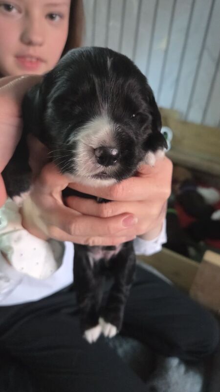 Cocker Spaniel puppies for sale in Middlesbrough, North Yorkshire – 2 weeks old