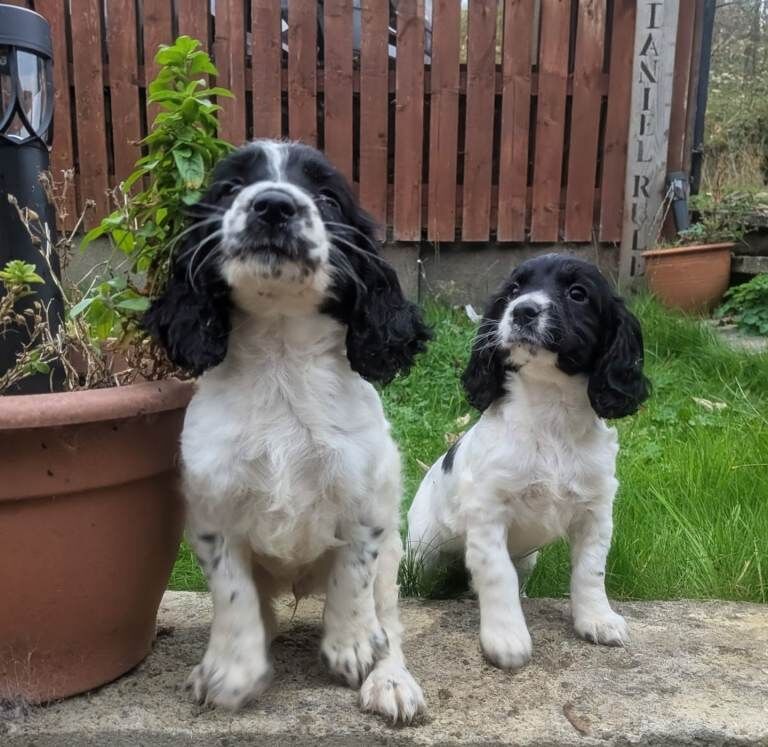 Cocker Spaniel pups