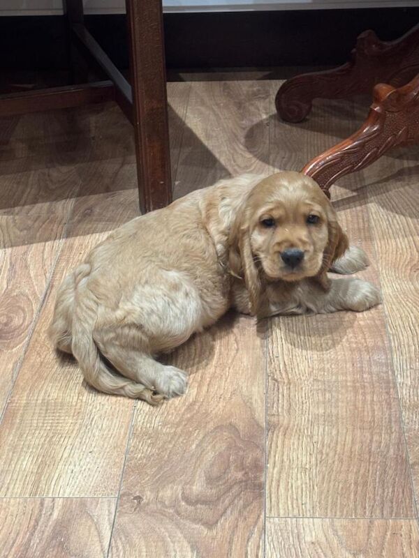 Cocker Spaniel Puppies For Sale Under £1,000