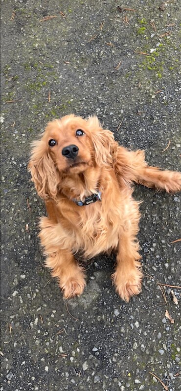 Cocker spaniel pups - Image 3 of 3