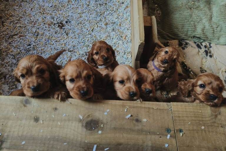 Cocker Spaniel Pups