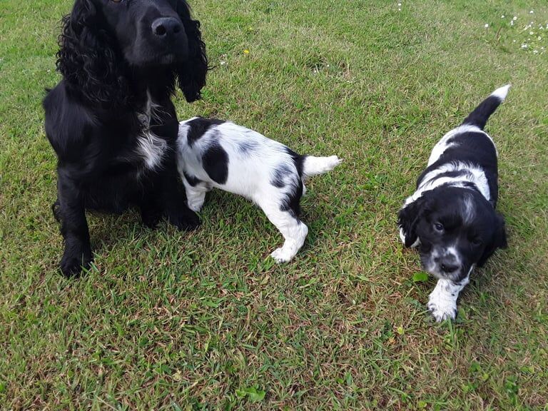 Cocker spaniel pups for sale in Highland Boath, Nairn