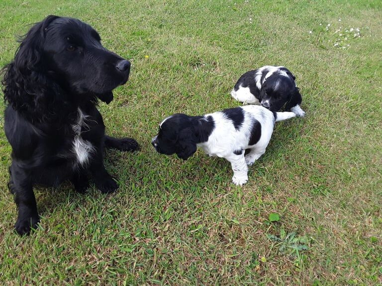 Cocker Spaniel puppies for sale in Highland Boath, Nairn – 8 months old - Image 2 of 3